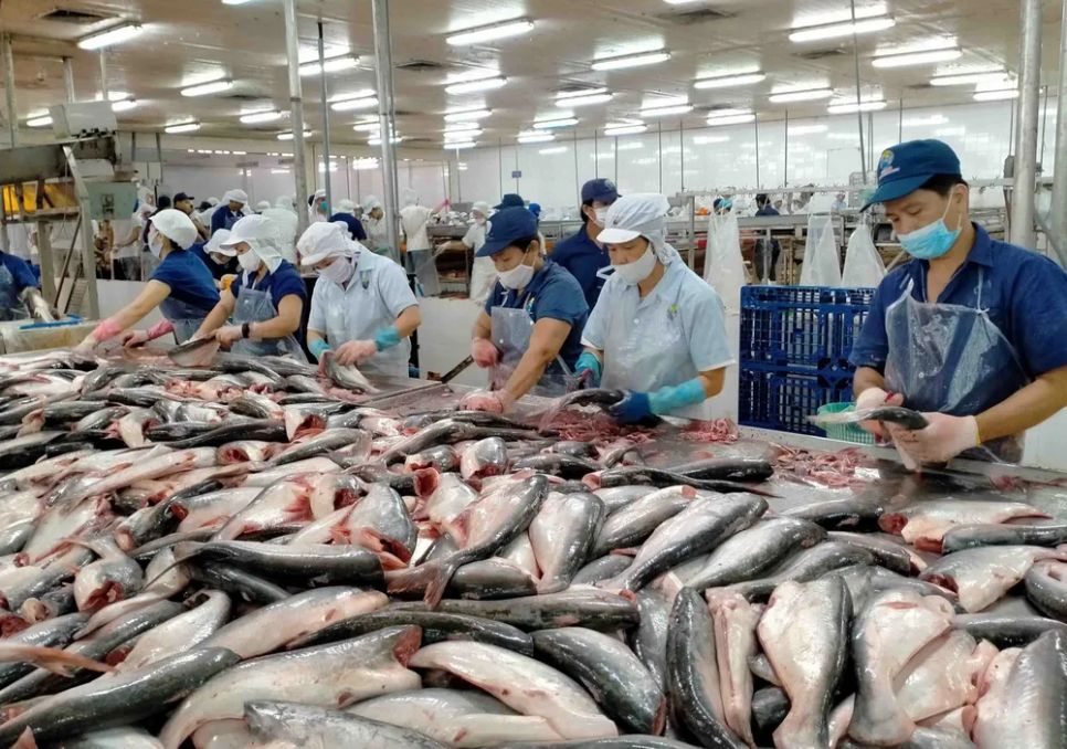 Chế biến cá da trơn xuất khẩu. Ảnh minh họa Chế biến cá da trơn xuất khẩu. Ảnh minh họa