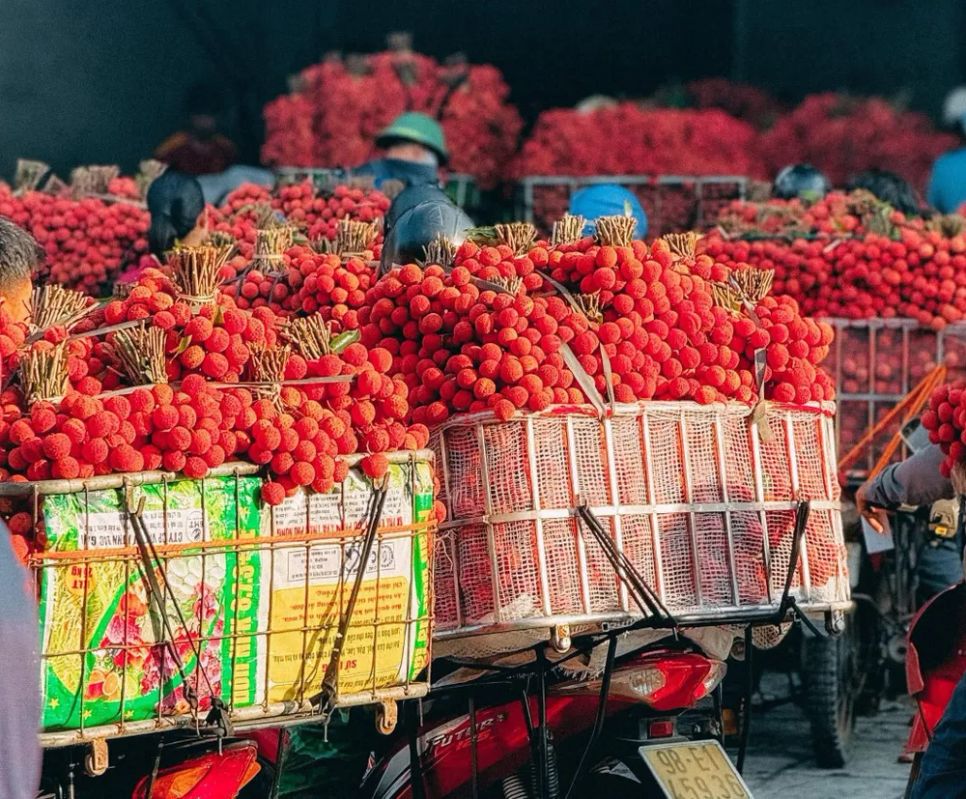 Chợ bán buôn vải thiều năm 2025 tại huyện Lục Ngạn (tỉnh Bắc Giang). Ảnh: CTV Chợ bán buôn vải thiều năm 2025 tại huyện Lục Ngạn (tỉnh Bắc Giang). Ảnh: CTV