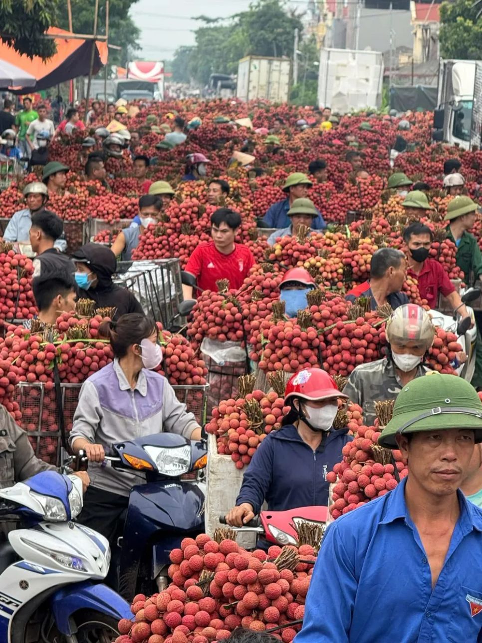 Nông dân huyện Lục Ngạn (tỉnh Bắc Giang) chở vải thiều ra chợ đầu mối năm 2025. Ảnh: PHÚC TRẦN Nông dân huyện Lục Ngạn (tỉnh Bắc Giang) chở vải thiều ra chợ đầu mối năm 2025. Ảnh: PHÚC TRẦN