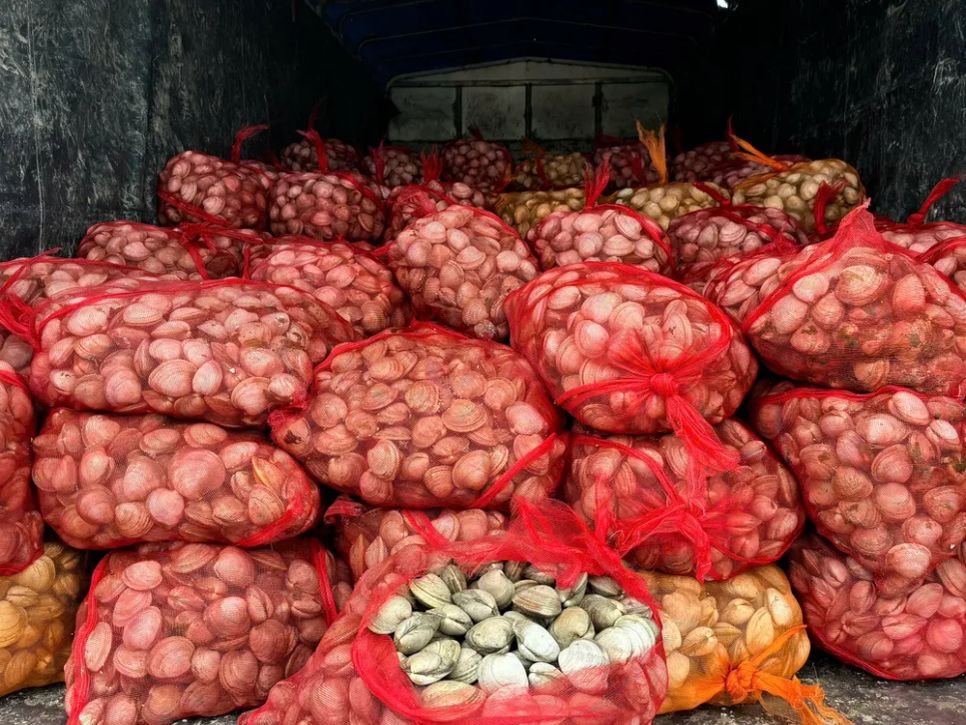 9.100kg ngao không rõ nguồn gốc, xuất xứ được đựng trong các túi lưới. Ảnh: DMS 9.100kg ngao không rõ nguồn gốc, xuất xứ được đựng trong các túi lưới. Ảnh: DMS