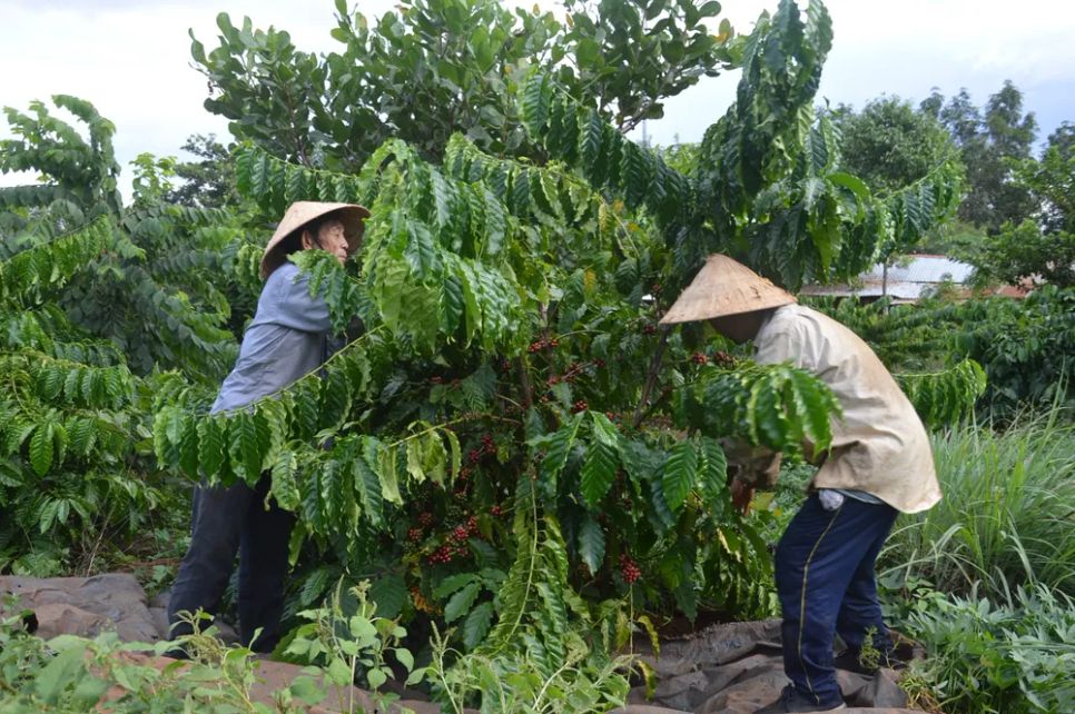 Bà con nông dân tỉnh Gia Lai thu hoạch cà phê trong niên vụ sản xuất 2024-2025. Ảnh: ĐỨC TRUNG Bà con nông dân tỉnh Gia Lai thu hoạch cà phê trong niên vụ sản xuất 2024-2025. Ảnh: ĐỨC TRUNG