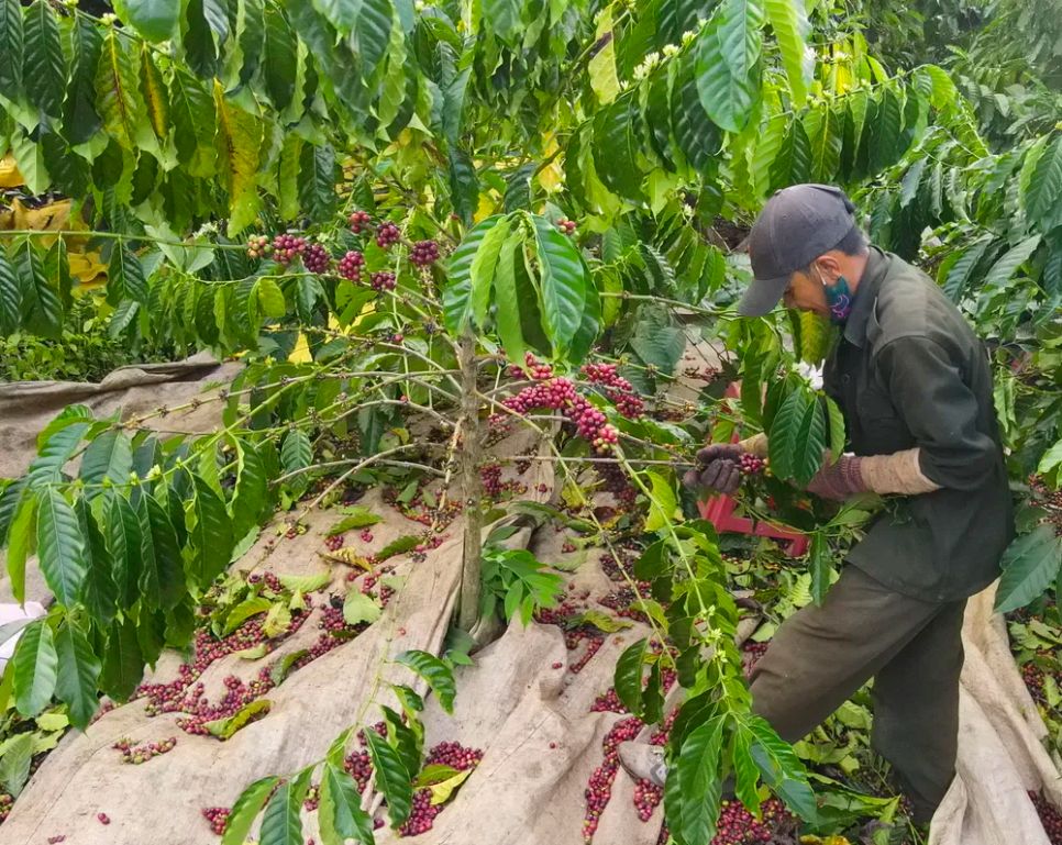 Nông dân xã Gào, tỉnh Gia Lai thu hoạch cà phê trong vườn. Ảnh: ĐỨC TRUNG Nông dân xã Gào, tỉnh Gia Lai thu hoạch cà phê trong vườn. Ảnh: ĐỨC TRUNG