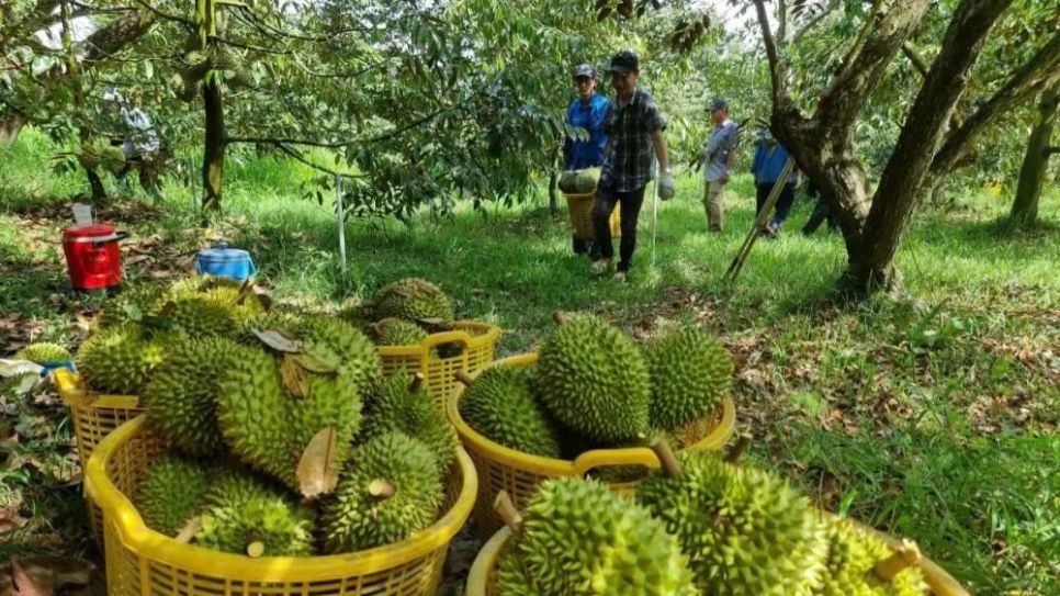 Nông dân thu hoạch sầu riêng Nông dân thu hoạch sầu riêng