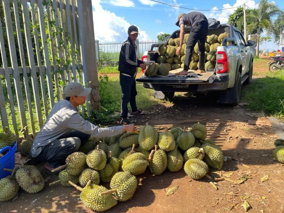 Nông dân tỉnh Đắk Lắk bắt đầu vào vụ thu hoạch sầu riêng Nông dân tỉnh Đắk Lắk bắt đầu vào vụ thu hoạch sầu riêng