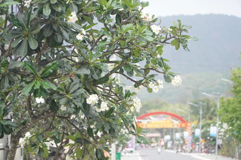 Hoa sứ nở rộ trên đường vào nghĩa trang Hàng Dương Hoa sứ nở rộ trên đường vào nghĩa trang Hàng Dương
