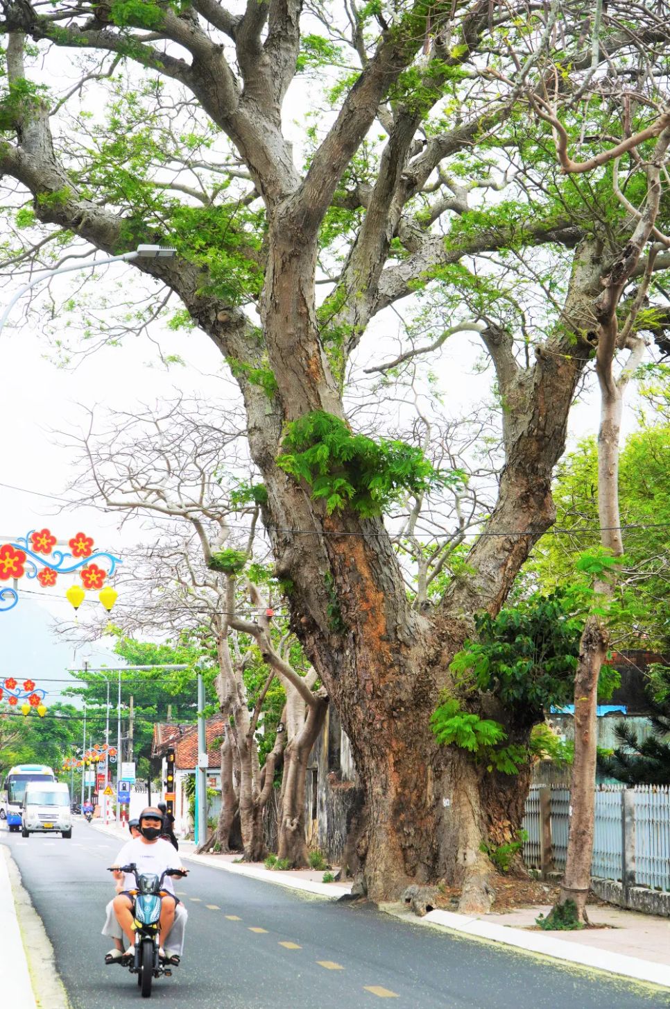 Một cây cổ thụ trên đường Nguyễn Huệ tỏa bóng mát Một cây cổ thụ trên đường Nguyễn Huệ tỏa bóng mát