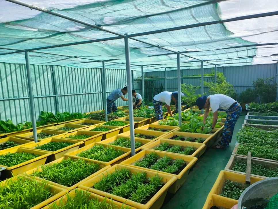 Rau xanh được chăm sóc cẩn thận, đảm bảo nhu cầu cho bộ đội trên các nhà giàn Rau xanh được chăm sóc cẩn thận, đảm bảo nhu cầu cho bộ đội trên các nhà giàn