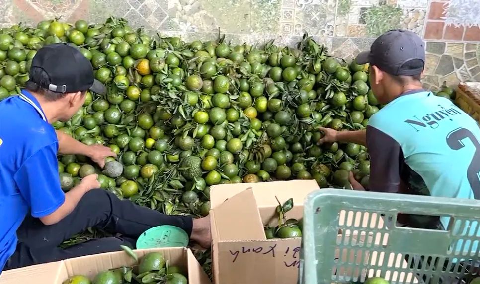 Nhiều nông dân ở xã Trà Ôn, tỉnh Vĩnh Long tự bày bán cam nhằm thu hồi vốn. Ảnh: NGỌC PHÚC Nhiều nông dân ở xã Trà Ôn, tỉnh Vĩnh Long tự bày bán cam nhằm thu hồi vốn. Ảnh: NGỌC PHÚC