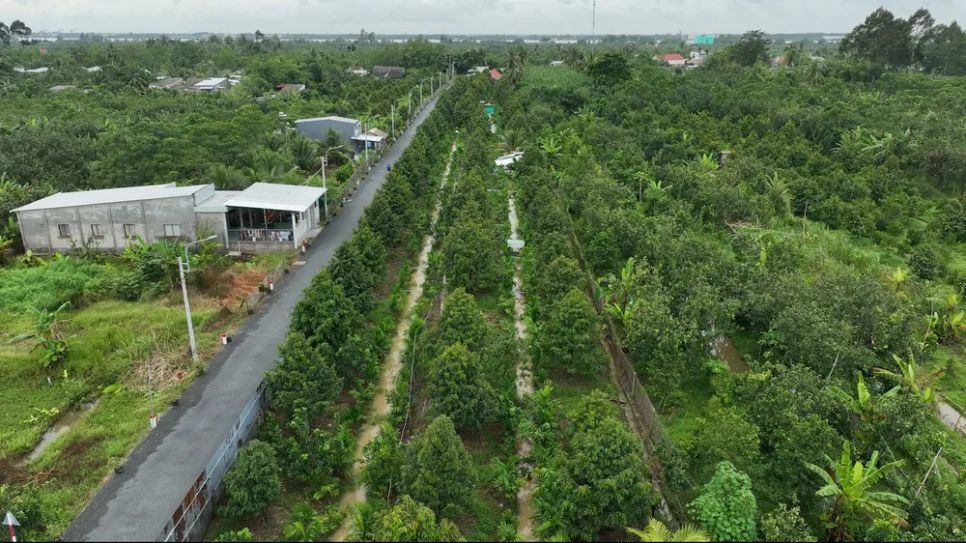 Một vườn sầu riêng ở tỉnh Vĩnh Long