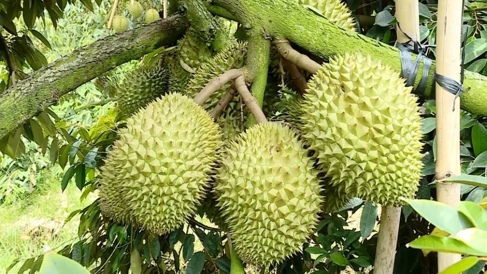 Thời gian này sầu riêng vùng ĐBSCL bị ảnh hưởng nhiều do thời tiết khắc nghiệt