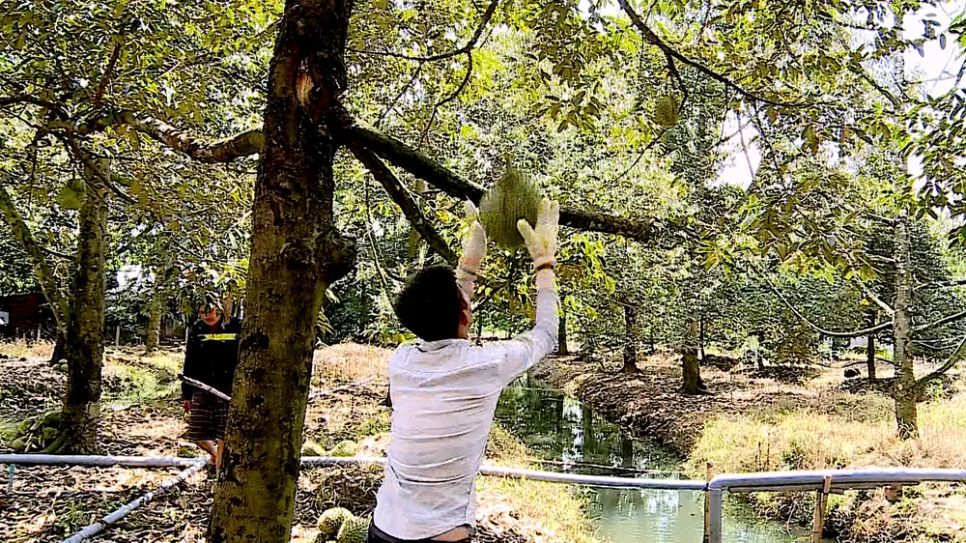 Thu hoạch sầu riêng