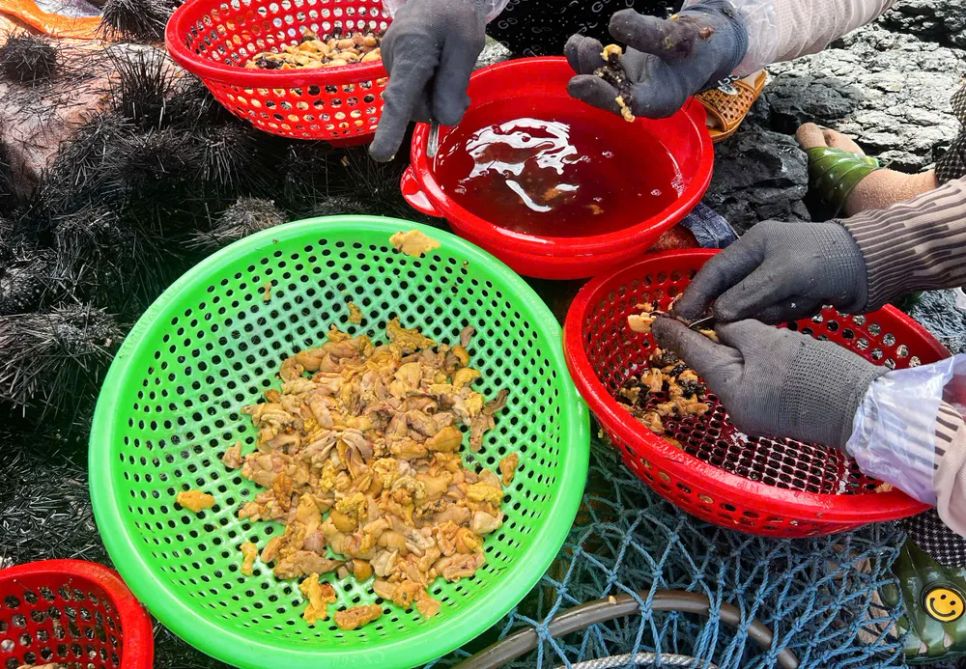 Cẩn thận để lấy phần thịt bên trong. Ảnh: NGUYỄN TRANG