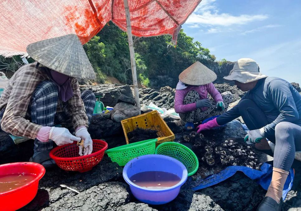 Mỗi người một công đoạn để sơ chế nhum ngay trên gành đá. Ảnh: NGUYỄN TRANG