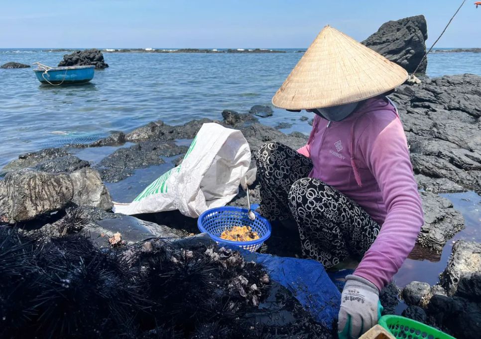 Tiến hành phân loại nhum. Ảnh: NGUYỄN TRANG
