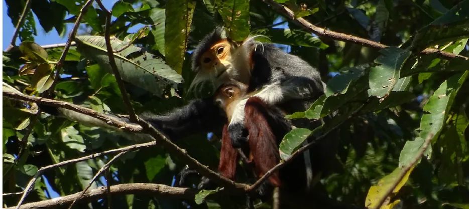 Voọc chà vá chân đỏ (Pygathrix nemaeus) và con non tại Laboi, Vườn Quốc gia Hin Nam Nô, Lào. Ảnh: Ban Quản lý Vườn quốc gia Hin Nam Nô Voọc chà vá chân đỏ (Pygathrix nemaeus) và con non tại Laboi, Vườn Quốc gia Hin Nam Nô, Lào. Ảnh: Ban Quản lý Vườn quốc gia Hin Nam Nô