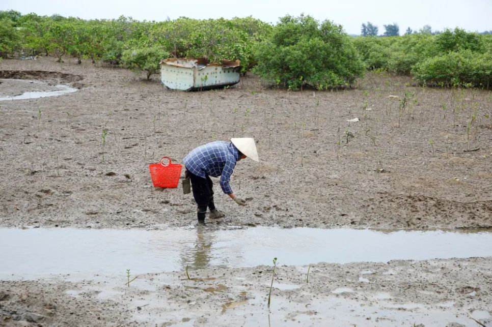 Bà Nguyễn Thị Truyền săn hàu bên rừng sú vẹt