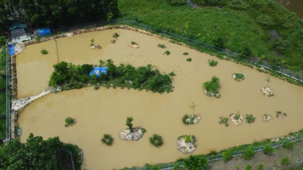 Các đảo nhân tạo là nơi chim trời di cư về trú ngụ Các đảo nhân tạo là nơi chim trời di cư về trú ngụ