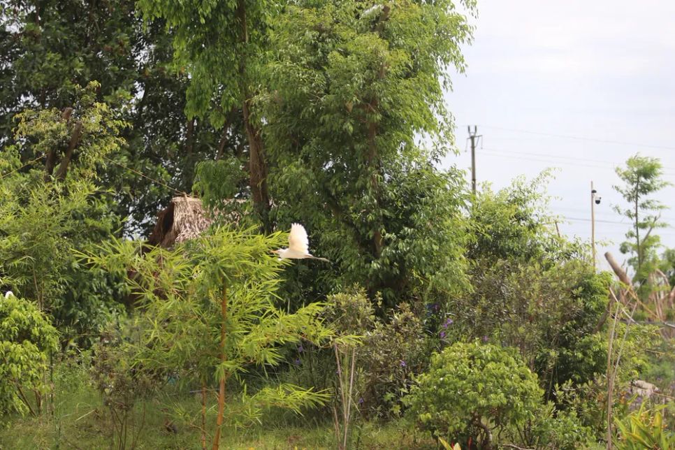 Độc đáo vườn chim nhân tạo ở bờ sông Đông Độc đáo vườn chim nhân tạo ở bờ sông Đông