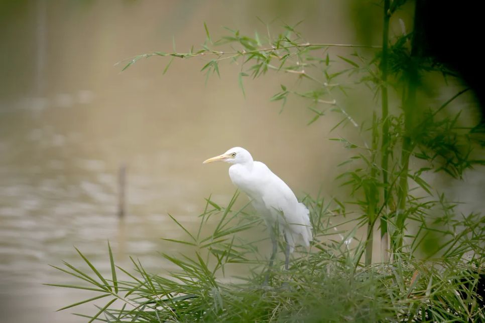 Độc đáo vườn chim nhân tạo ở bờ sông Đông Độc đáo vườn chim nhân tạo ở bờ sông Đông