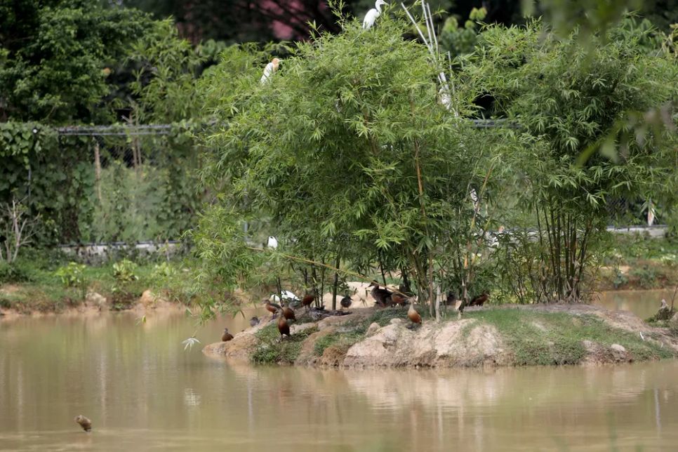 Độc đáo vườn chim nhân tạo ở bờ sông Đông Độc đáo vườn chim nhân tạo ở bờ sông Đông