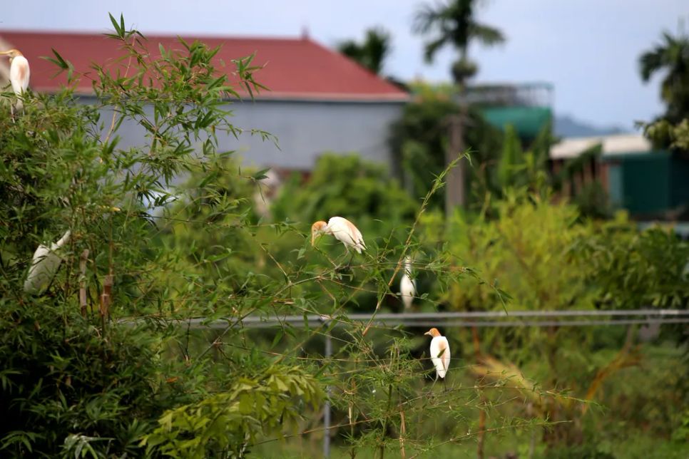 Độc đáo vườn chim nhân tạo ở bờ sông Đông Độc đáo vườn chim nhân tạo ở bờ sông Đông