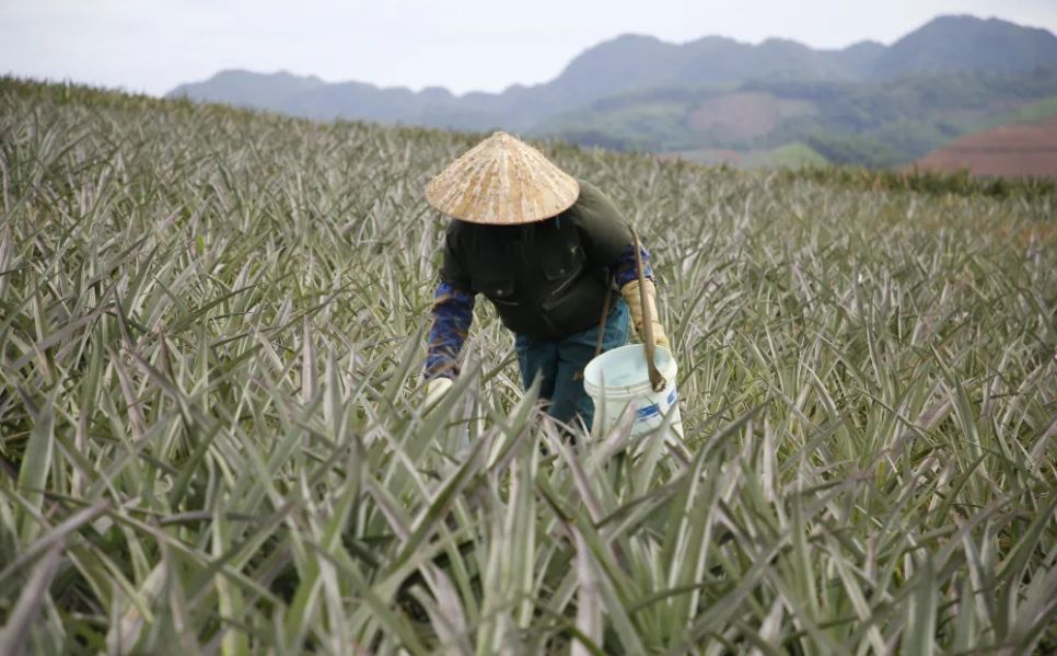 “Dãi nắng” trên đồi thơm “Dãi nắng” trên đồi thơm