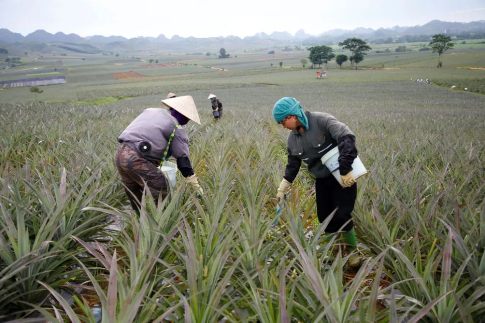 “Dãi nắng” trên đồi thơm “Dãi nắng” trên đồi thơm