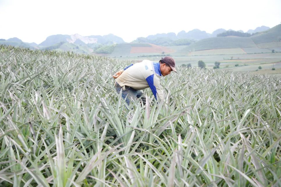 “Dãi nắng” trên đồi thơm “Dãi nắng” trên đồi thơm