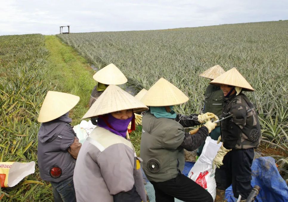 “Dãi nắng” trên đồi thơm “Dãi nắng” trên đồi thơm