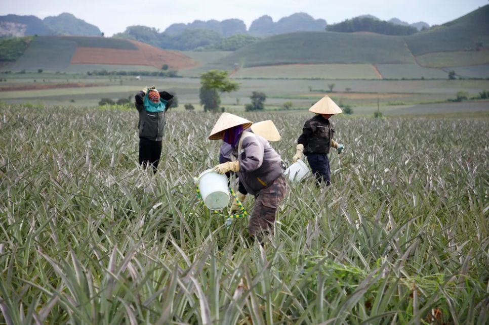 “Dãi nắng” trên đồi thơm “Dãi nắng” trên đồi thơm