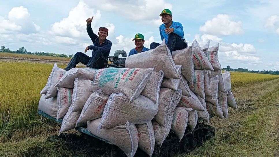 Nông dân TP Cần Thơ thu hoạch lúa trong đề án 1 triệu hec-ta lúa chất lượng cao