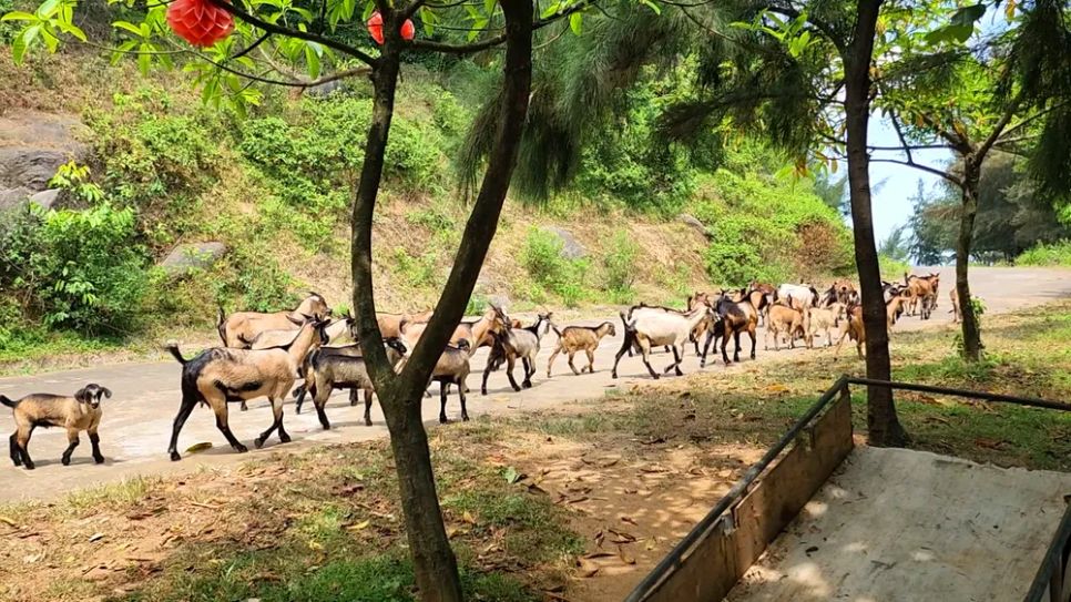 Đàn dê núi rất dễ gần Đàn dê núi rất dễ gần