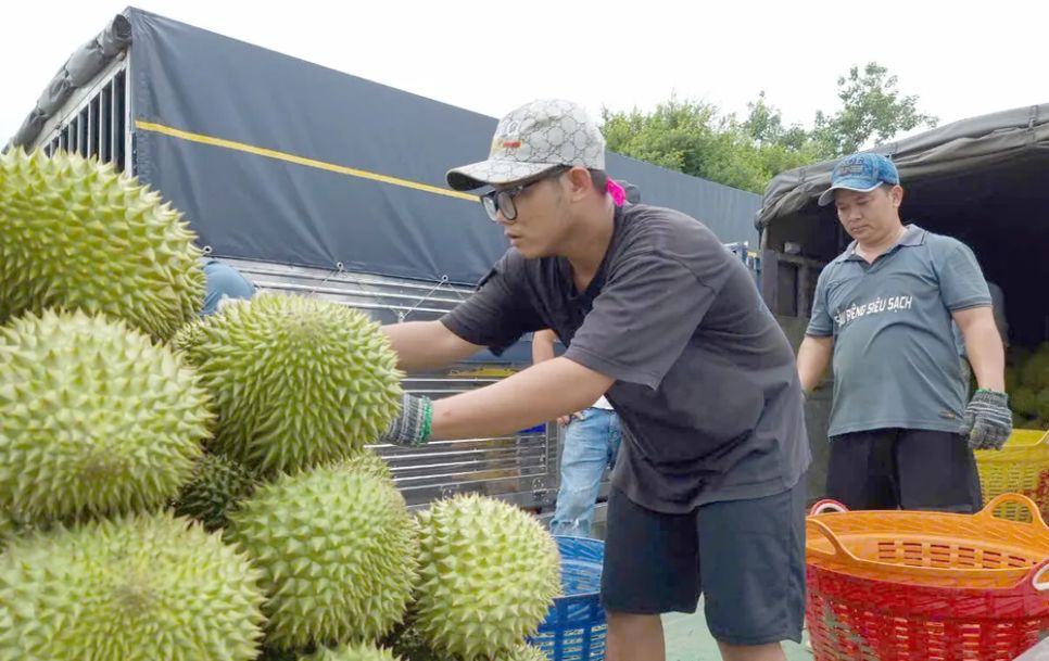 Thu hoạch, thu gom sầu riêng để sơ chế, xuất khẩu. Ảnh minh họa Thu hoạch, thu gom sầu riêng để sơ chế, xuất khẩu. Ảnh minh họa