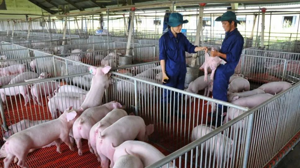 Chăn nuôi an toàn sinh học, tại trang trại của Tập đoàn Dabaco (tỉnh Bắc Ninh) Chăn nuôi an toàn sinh học, tại trang trại của Tập đoàn Dabaco (tỉnh Bắc Ninh)