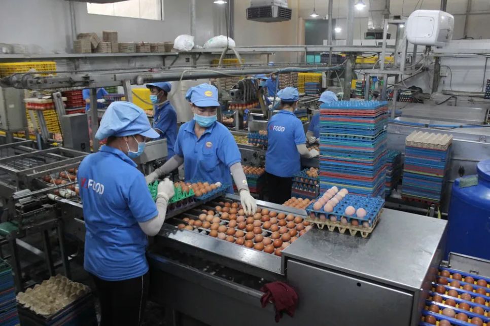 Sản xuất trứng gà tại Công ty CP thực phẩm Vĩnh Thành Đạt (TPHCM) Sản xuất trứng gà tại Công ty CP thực phẩm Vĩnh Thành Đạt (TPHCM)