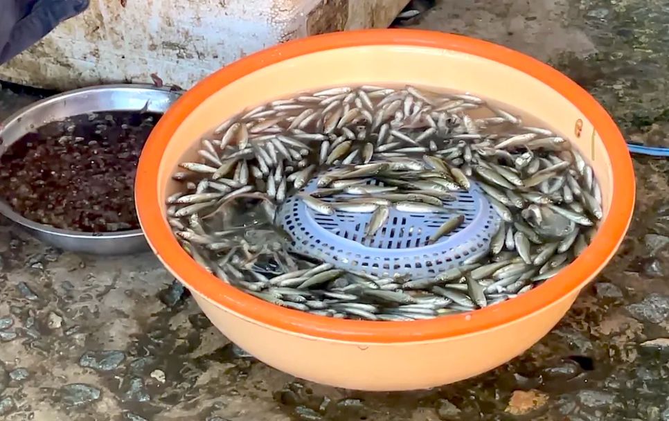 Chợ cá đồng vùng biên mùa nước nổi