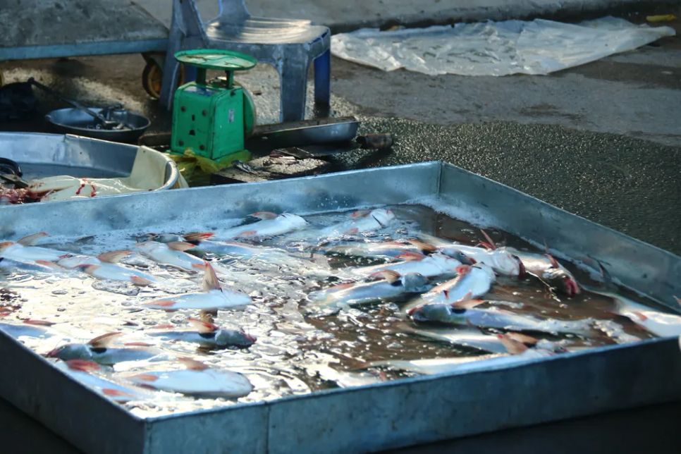Chợ cá đồng vùng biên mùa nước nổi
