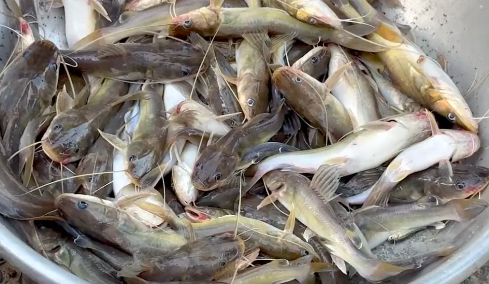 Chợ cá đồng vùng biên mùa nước nổi