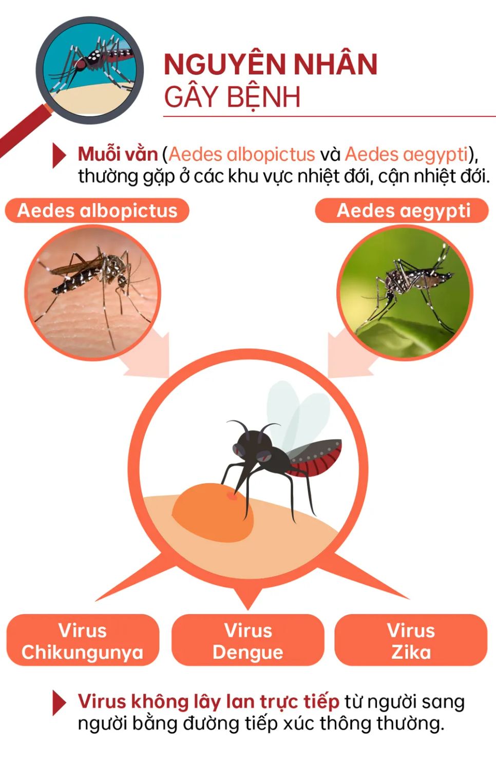 Chikungunya - Bệnh truyền nhiễm đang diễn biến phức tạp tại nhiều quốc gia