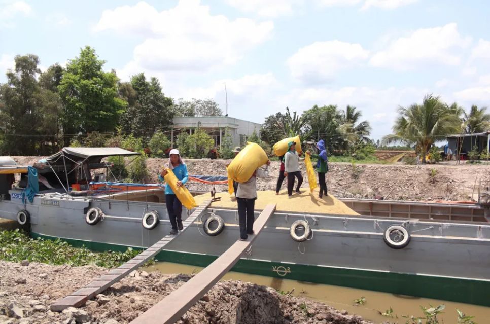 Thương lái thu mua lúa tại tỉnh Vĩnh Long