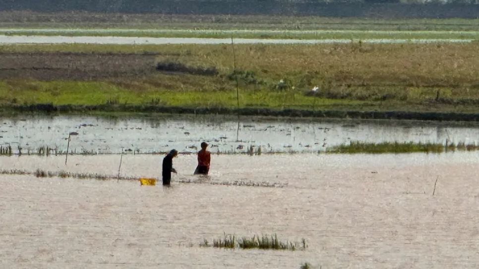 Nông dân miền Tây đón lộc vàng mùa nước nổi Nông dân miền Tây đón lộc vàng mùa nước nổi