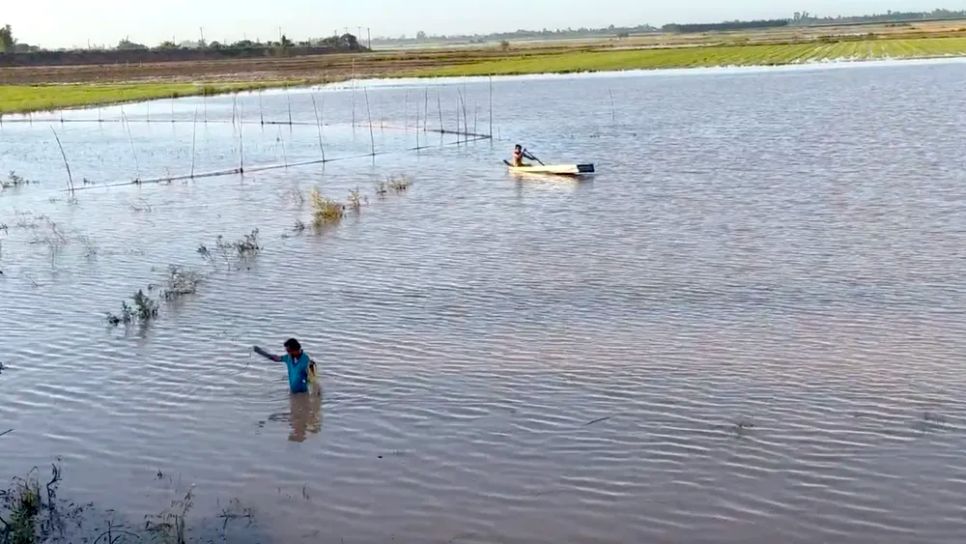 Nông dân miền Tây đón lộc vàng mùa nước nổi Nông dân miền Tây đón lộc vàng mùa nước nổi