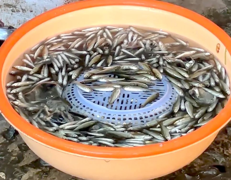 Nông dân miền Tây đón lộc vàng mùa nước nổi Nông dân miền Tây đón lộc vàng mùa nước nổi