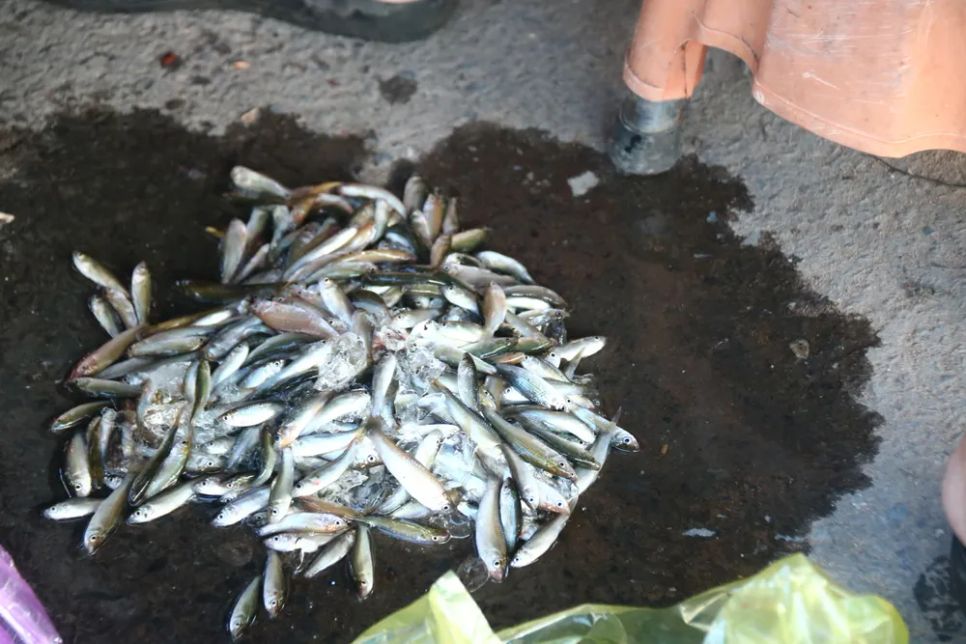 <p>Cá linh non đầu mùa lũ</p> <p>Cá linh non đầu mùa lũ</p>