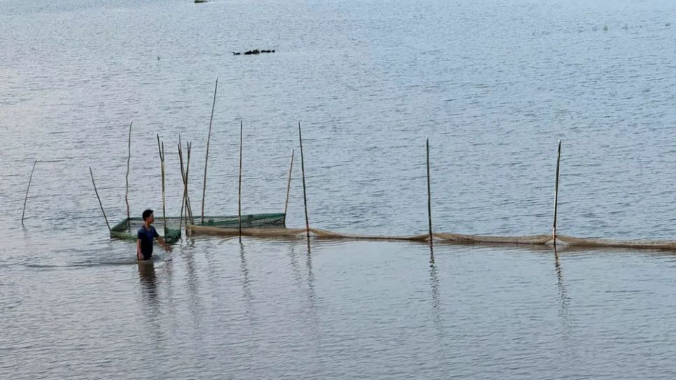 <p>Giá cá linh non dao động từ 100.000-120.000 đồng/kg, nhiều người dân ở Thường Phước có thể kiếm tiền triệu mỗi ngày</p> <p>Giá cá linh non dao động từ 100.000-120.000 đồng/kg, nhiều người dân ở Thường Phước có thể kiếm tiền triệu mỗi ngày</p>