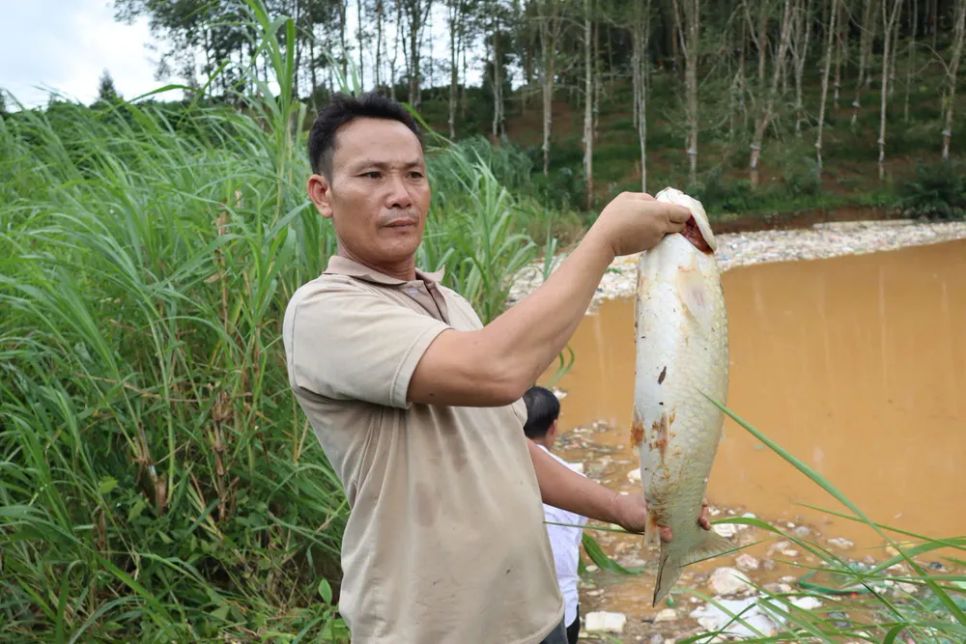Cá của người dân nuôi bị chết sau sự cố