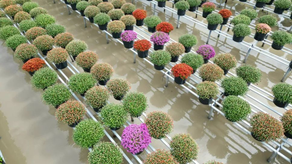 Cúc mâm xôi bảy màu được khách hàng trong và ngoài tỉnh ưa chuộng Cúc mâm xôi bảy màu được khách hàng trong và ngoài tỉnh ưa chuộng