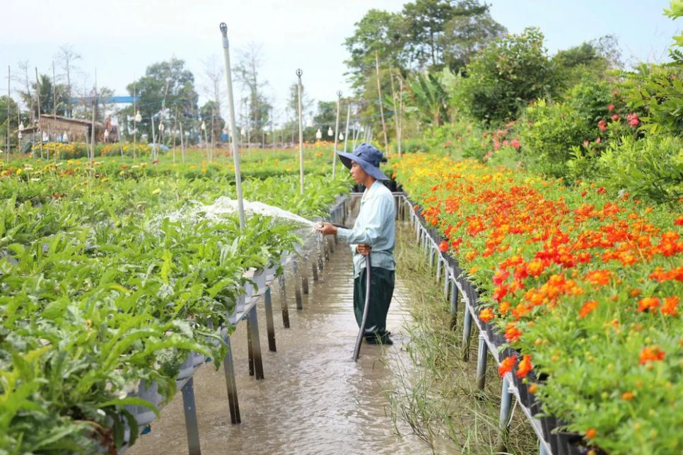 Hoa truyền thống như cúc mâm xôi, vạn thọ, mào gà... được nông dân tập trung trồng nhiều và chăm sóc Hoa truyền thống như cúc mâm xôi, vạn thọ, mào gà... được nông dân tập trung trồng nhiều và chăm sóc