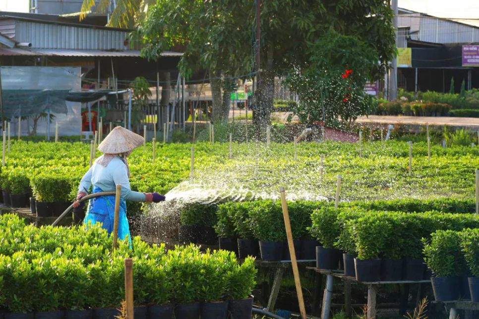 Nhiều hộ trồng hoa tại Làng hoa Sa Đéc đã có đơn hàng hoa tết Nhiều hộ trồng hoa tại Làng hoa Sa Đéc đã có đơn hàng hoa tết