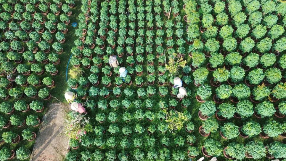Nông dân Làng hoa Sa Đéc chuẩn bị hoa phục vụ Tết Nguyên đán Nông dân Làng hoa Sa Đéc chuẩn bị hoa phục vụ Tết Nguyên đán